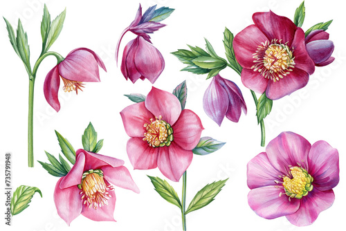 set of spring flower hellebores isolated on a white background.  hellebore watercolor illustration  botanical painting