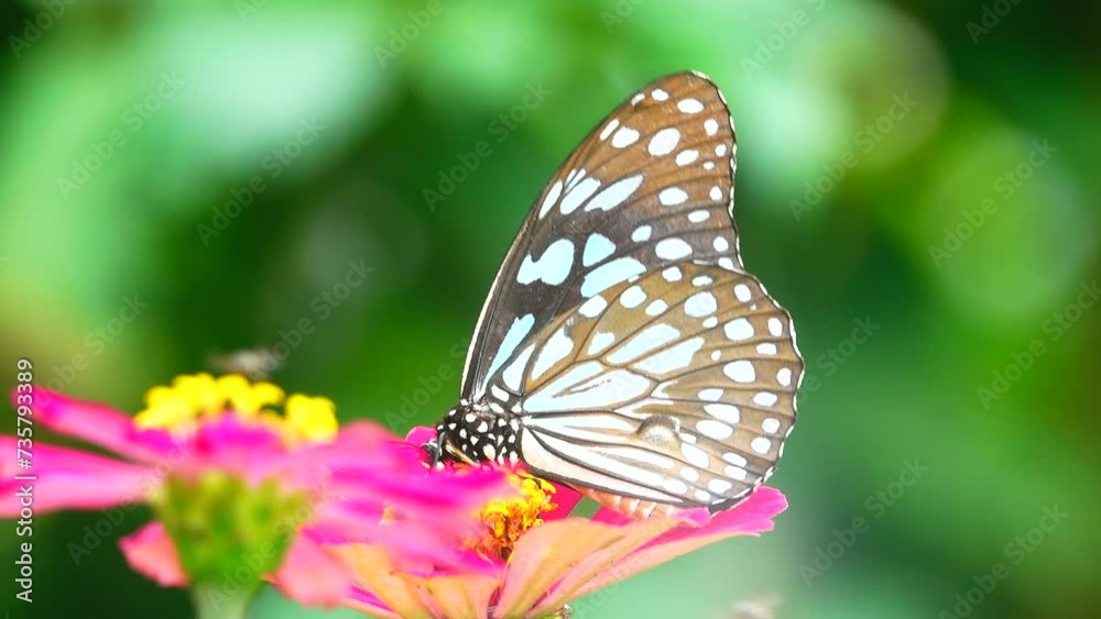 4K Thai butterfly in garden garden summer flower and butterfly flower butterfly flower butterfly 4K Thai butterfly in garden garden summer flower and butterfly flower butterfly flower butterfly
