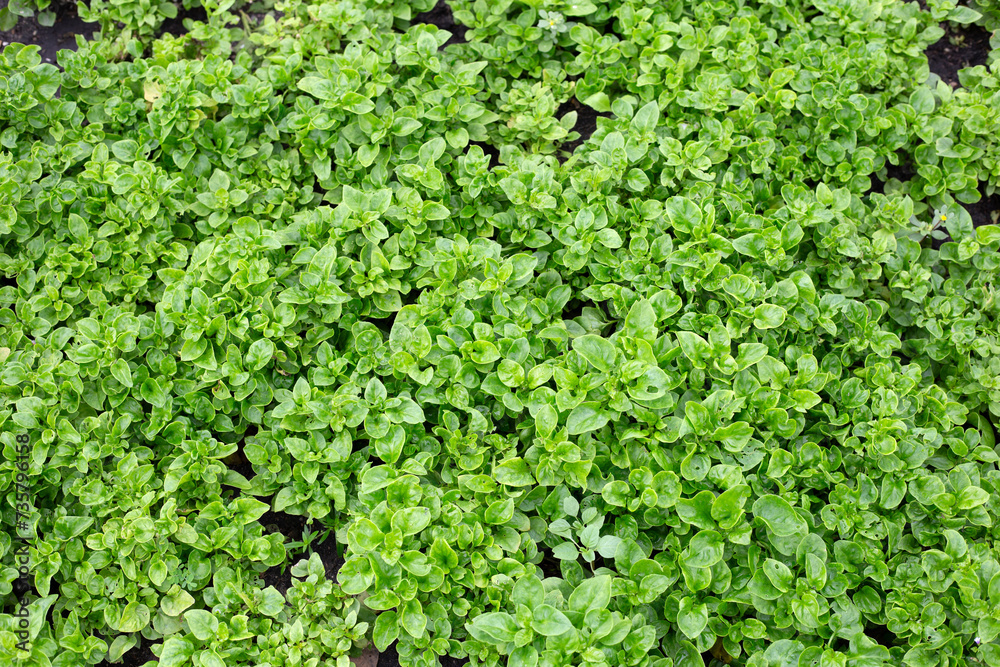 Brazilian Spinach plant in vegetable patch