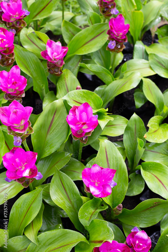 Pink flower of curcuma sessilis gage plant