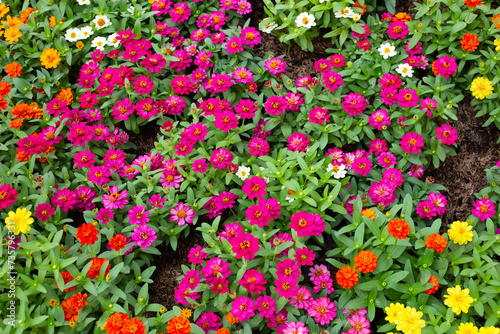 Zinnia flower in the garden