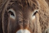 closeup of donkeys face with detailed fur texture