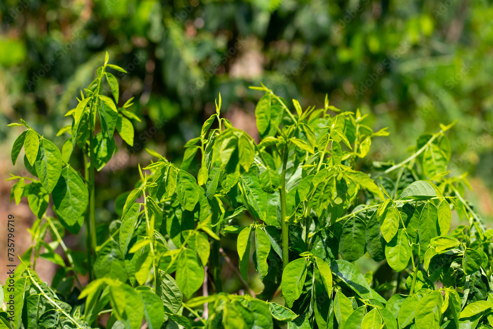 Obraz premium Green leaves of sauropus androgynus