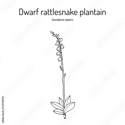 Dwarf rattlesnake plantain, or creeping ladys-tresses (goodyera repens), medicinal plant.