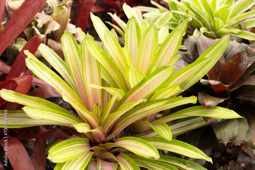 Obraz premium Bromeliad in the garden. Colorful plant leaves