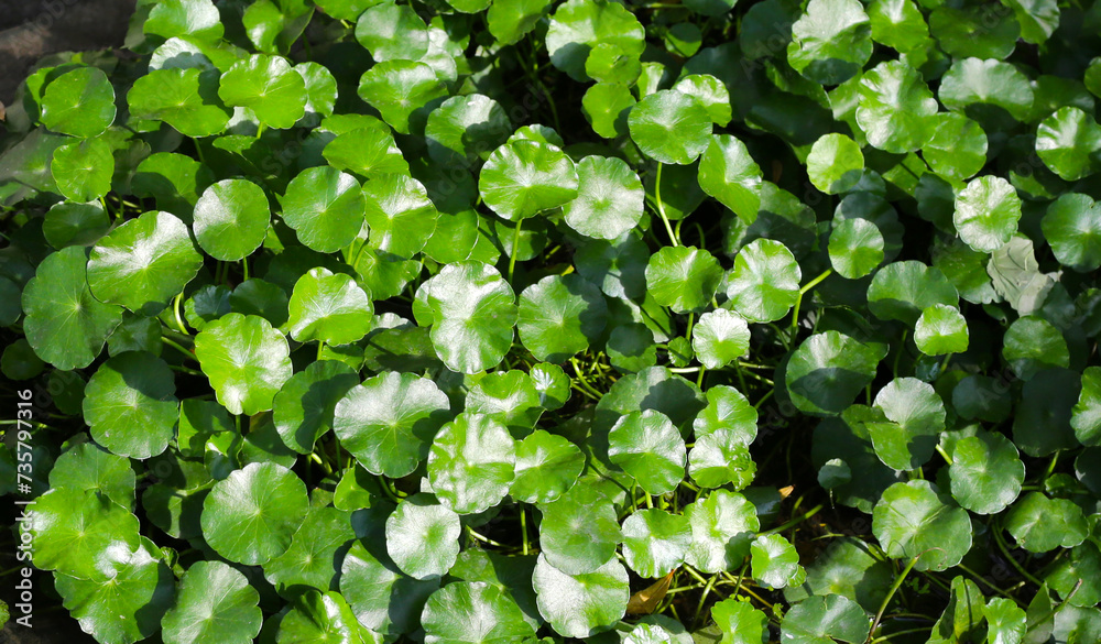 Gotu kola, Asiatic pennywort, Indian pennywort. Water plant in the pond Gotu kola, Asiatic pennywort, Indian pennywort. Water plant in the pond