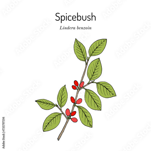 Spicebush (Lindera benzoin), edible and medicinal plant