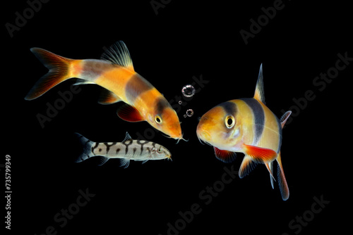 Botia clown fish closeup in the water, Large clown loach in fish tank (Chromobotia macracanthus)