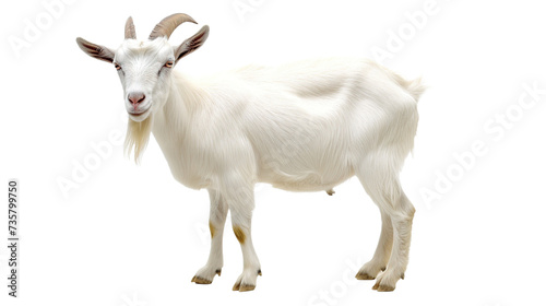 male goat isolated on transparent background