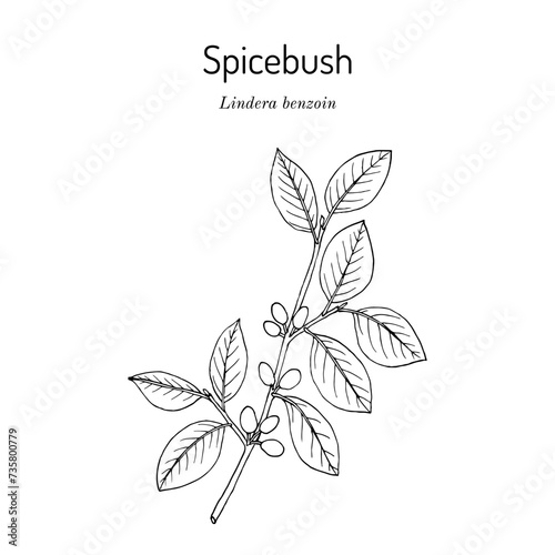 Spicebush (Lindera benzoin), edible and medicinal plant