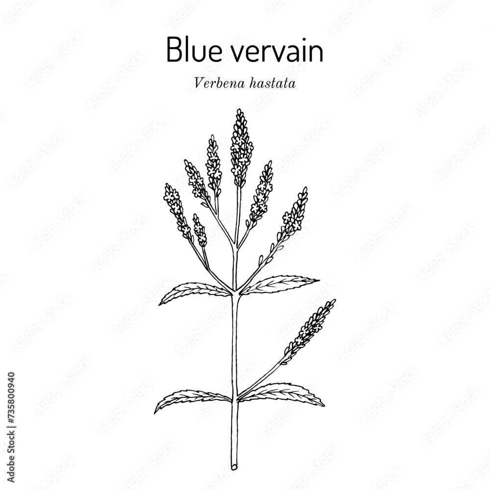 Blue vervain (Verbena hastata), medicinal plant Blue vervain (Verbena hastata), medicinal plant