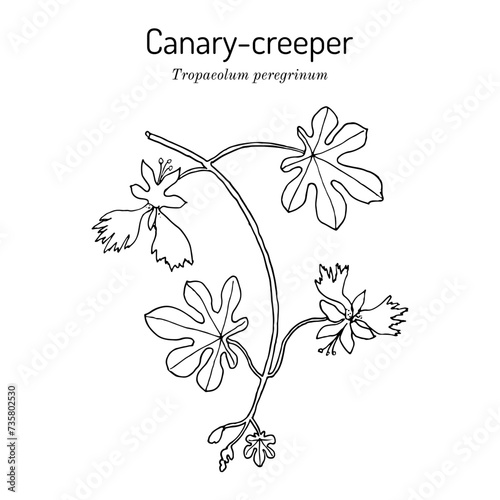 Canary-creeper, or canarybird flower (Tropaeolum peregrinum), ornamental and medicinal plant. photo