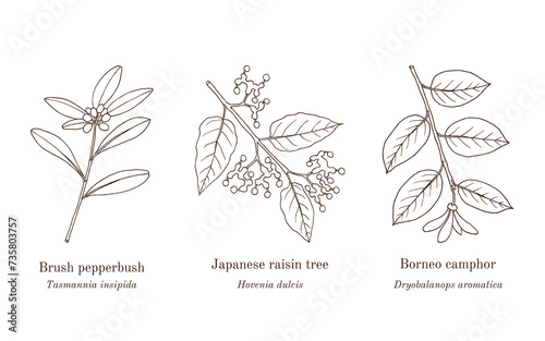 Collection of edible and medicinal plants