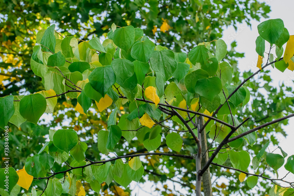 Judaszowiec kanadyjski liście zielone i żółte  - obrazy, fototapety, plakaty 