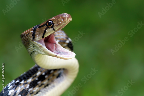 Copper-headed Trinket Snake ready to attack, (Coelognathus radiatus), closeup snake