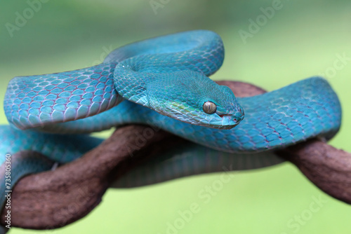 Blue viper snake closeup on branch, head of viper snake, Blue insularis, Trimeresurus Insularis, animal closeup