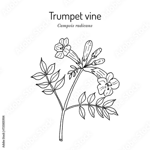 Trumpet vine (Campsis radicans), medicinal plant