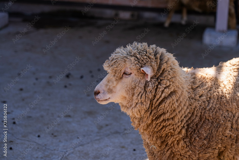 Fototapeta premium 羊