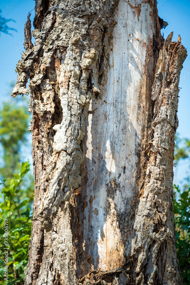 close up of bark peeling off a branch close up of bark peeling off a branch