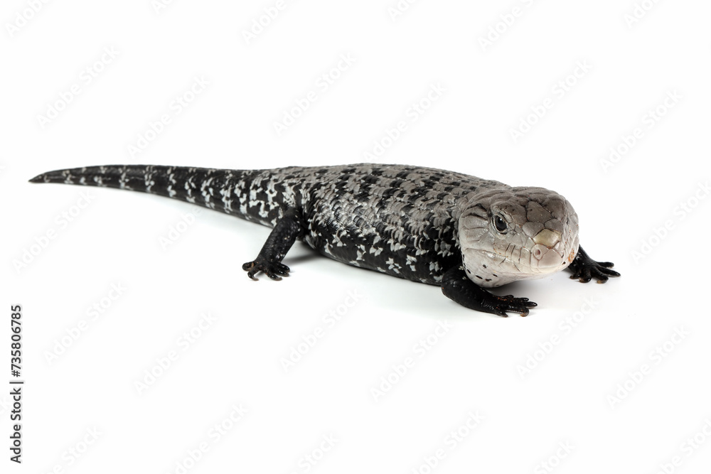 Naklejka premium Dwarf axanthic blue tongue skink closeup on isolated background, Blue tongue skink closeup