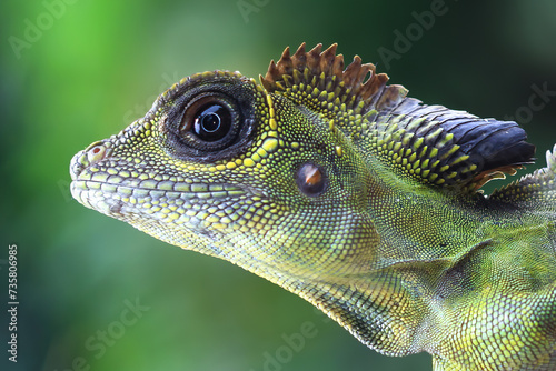 Great angle head lizard closep head,  Indonesian reptile photo