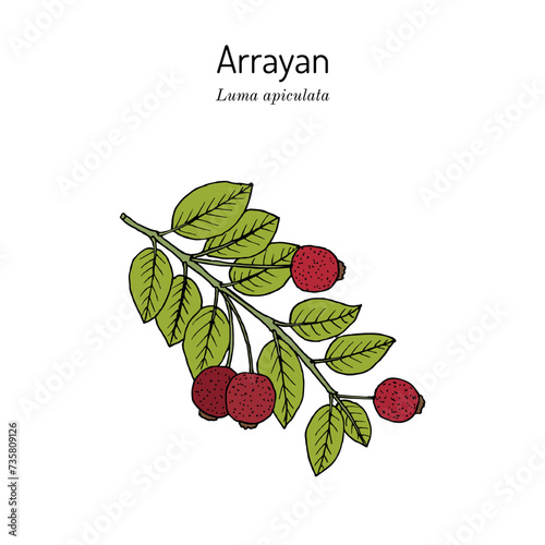 Arrayan or Chilean myrtle (Luma apiculata), edible and medicinal plant photo