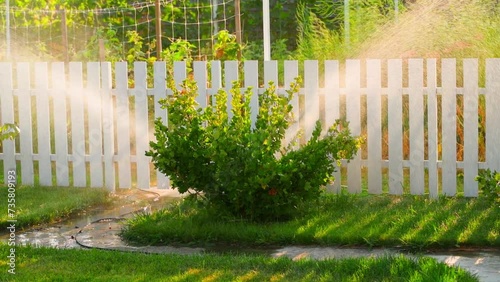 Evening watering in the garden in summer in slow motion. Large gooseberry bush and powerful watering jets in sunset lighting