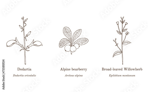 Collection of edible and medicinal plants photo