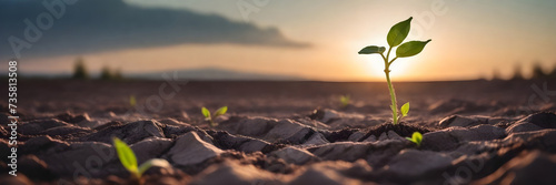 a young plant sprouts from the ground in a barren field