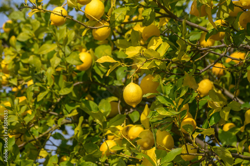 lemons on tree branches in Cyprus 1