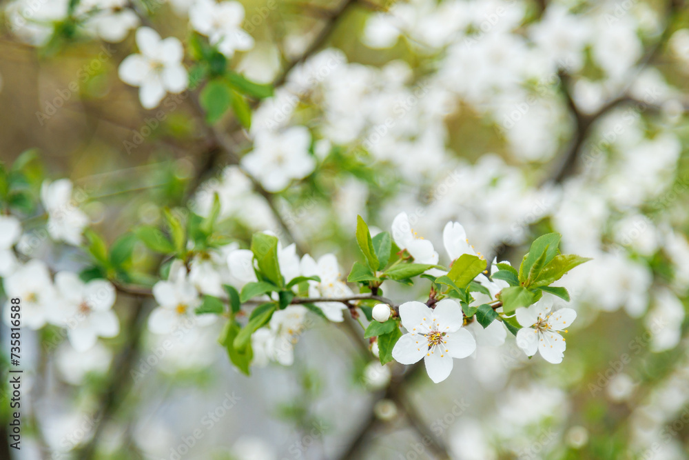 Close-up of beautiful white flowers of a fruit tree. Spring background with blossoming fruit tree. Close-up of beautiful white flowers of a fruit tree. Spring background with blossoming fruit tree.
