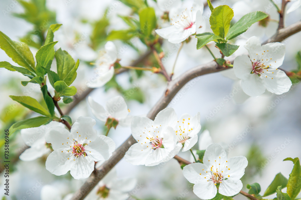 Close-up of beautiful white flowers of a fruit tree. Spring background with blossoming fruit tree.