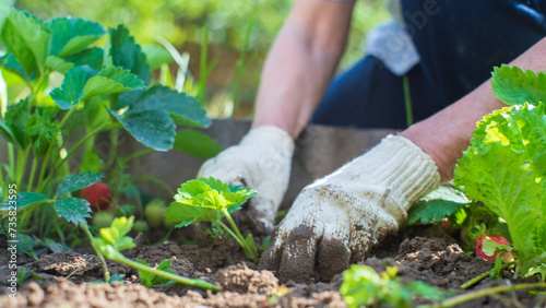 The farmer takes care of the plants in the vegetable garden on the farm. Gardening and plantation concept. Agricultural plants growing in garden beds
