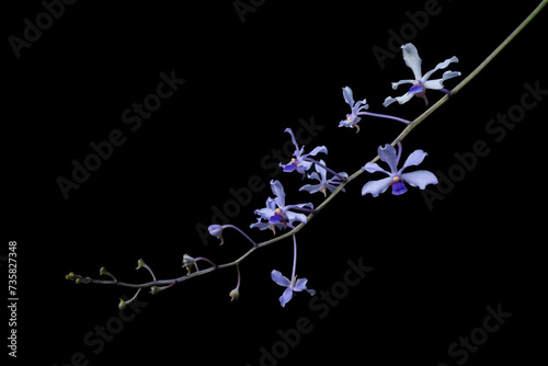 Closeup view of bright purple blue flowers of wild epiphytic tropical orchid species vanda coerulescens isolated on black background