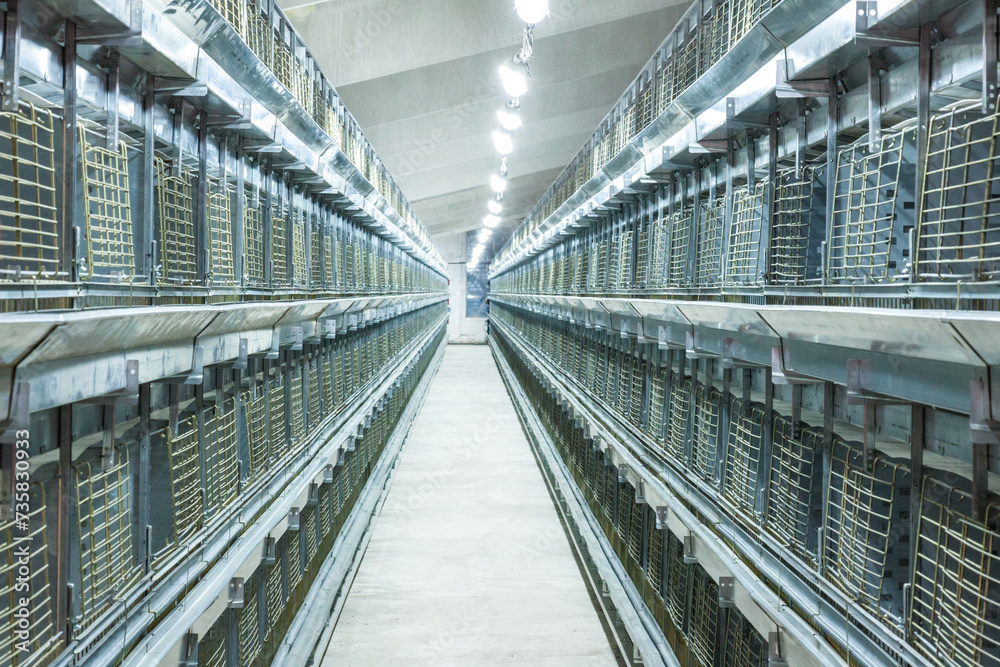 Obraz premium Chicken incubator machine, new empty hatchery, agricultural industry