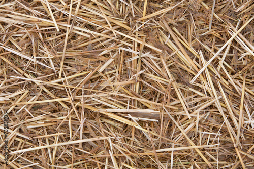 Photography detail of fresh cut straw