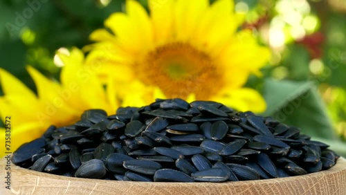 Roasted Sunflower Seeds Close-up Rotate in wooden bowl on plants background and sunflower Harvesting Sunflower Unpeeled Seeds, Healthy Source of Vitamins in Vegan Food. Raw Materials for Sunflower Oil