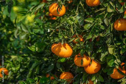 juicy tangerines on tree branches in Cyprus 8