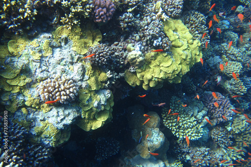 Red sea coral reef diving background. Underwater world scuba dive experience. Small little orange fish shoal colorful texture. Water ecosystem. Exotic vacation attraction. Diving background.