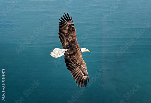 Wallpaper Mural top view of eagle flying above the ocean Torontodigital.ca