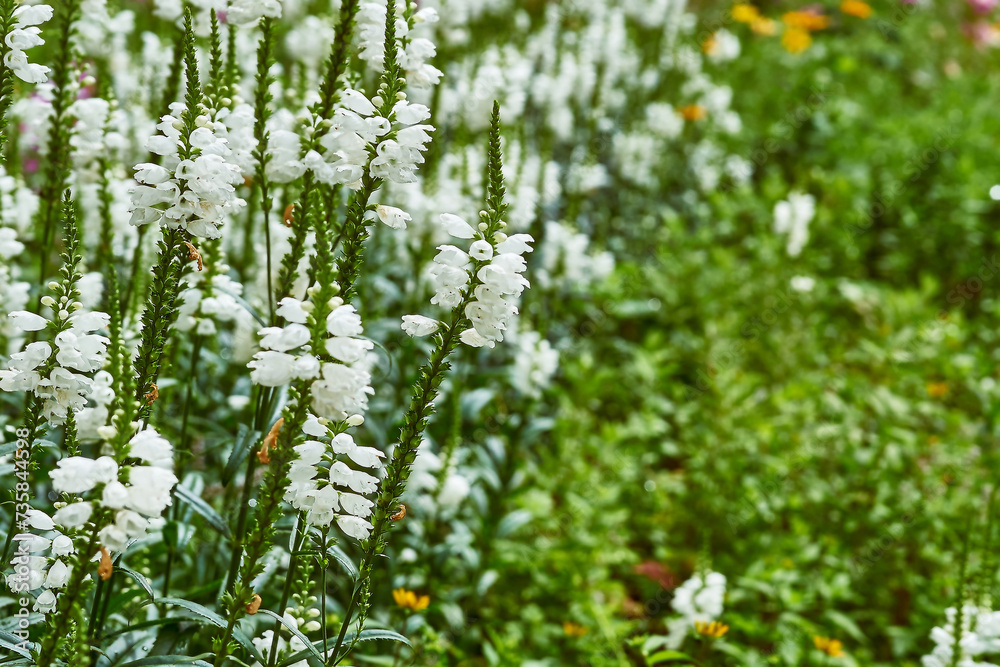 Young blooming white Physostegia virginiana flowers for landscaping, gardening