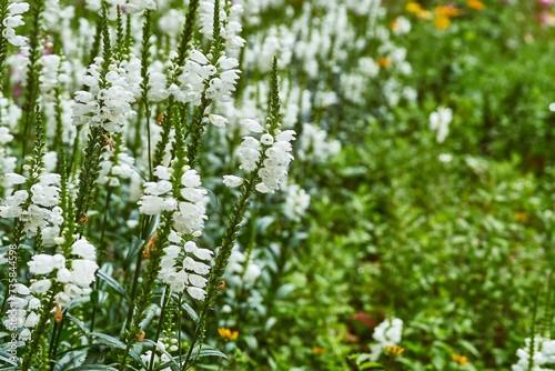 Young blooming white Physostegia virginiana flowers for landscaping, gardening photo