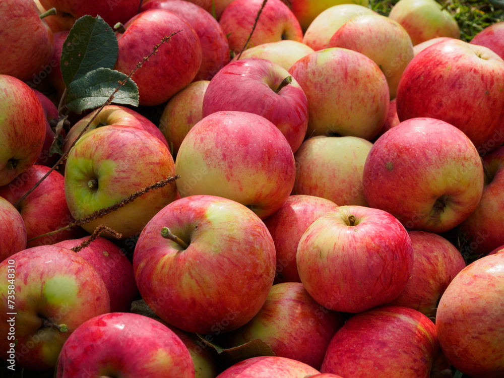 Harvest of fresh red apples. Colorful ripe apples lie in a large pile on the ground in the garden. Harvest of fresh red apples. Colorful ripe apples lie in a large pile on the ground in the garden.