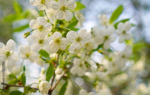 a cherry branch with white flowers on a background of blue sky and green young leaves in the garden in spring