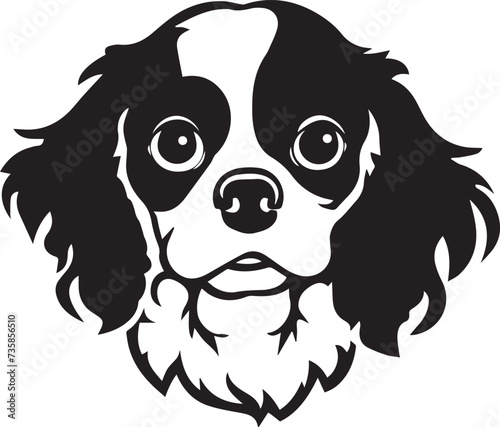 black and white cavalier king charles spaniel dog