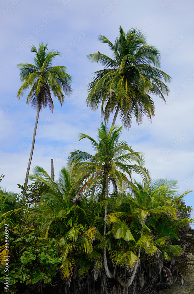 Palm trees on the beach and sky, Caribbean cost, Costa Rica 
