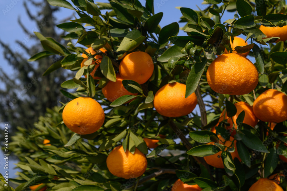 juicy tangerines on tree branches in Cyprus 1