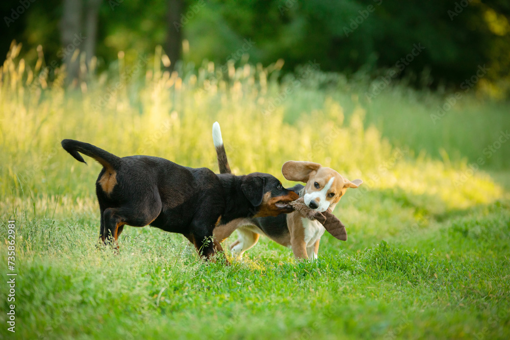 Two Beagle dogs play tug-of-war on a vibrant green lawn, sunlight filtering through tall grasses behind them. The scene is lively, capturing the essence of playful canine camaraderie in the outdoors