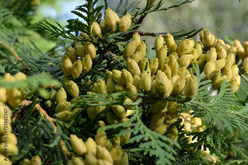 Branches with cones on a thuja tree in the garden close-up