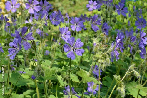 Delicate blue geranium himalayense flowers in the summer garden closeup
 photo